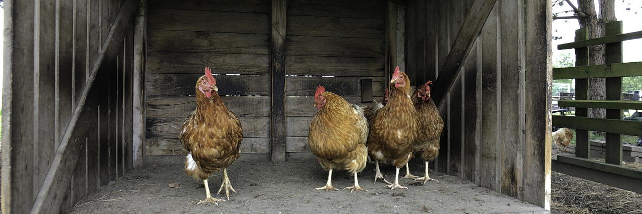 Hof Van Renesse Noordwelle エクステリア 写真